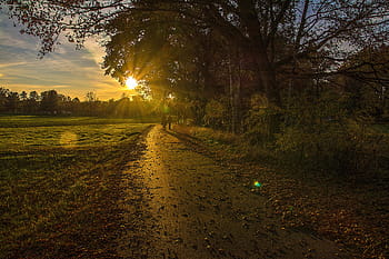 two, person, walking, field, golden, hour, Sun, Horses, Away, Trees, Back Light