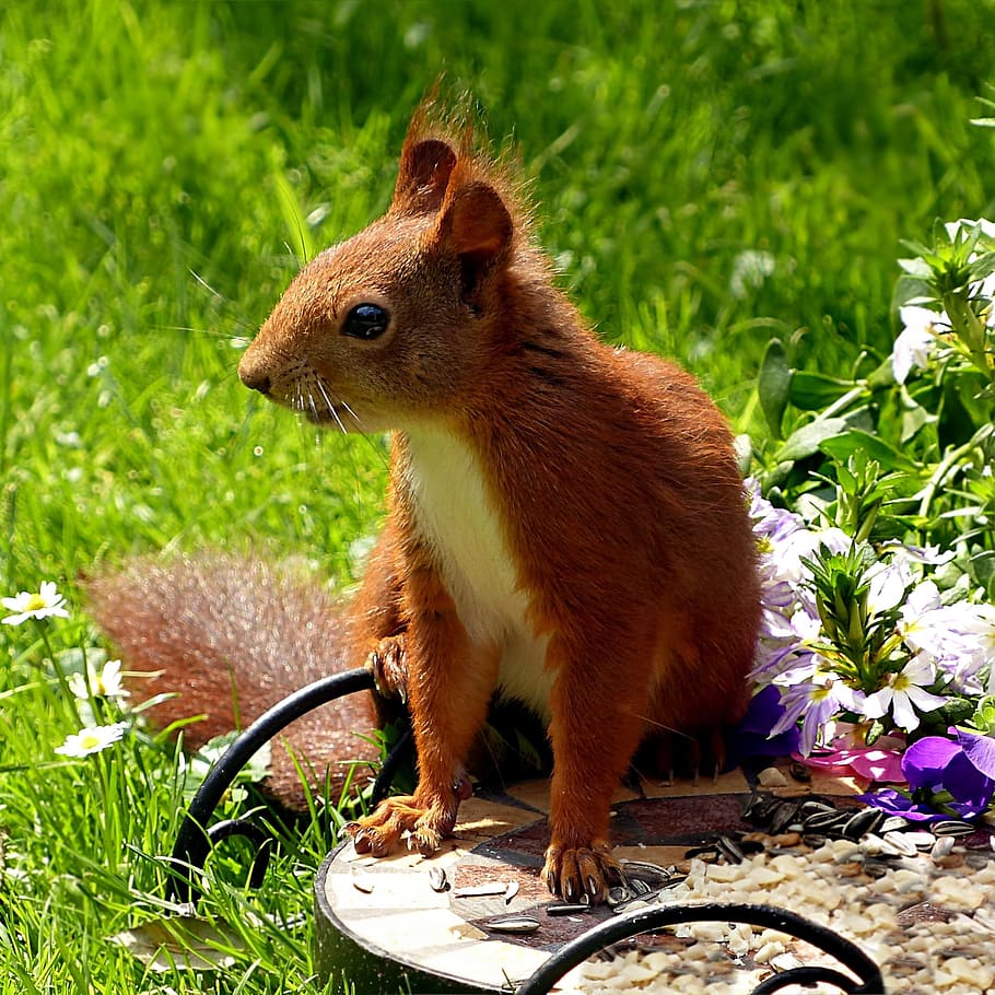 brown, white, squirrel, animal, mammal, nager, sciurus vulgaris major, foraging, garden, summer, cute