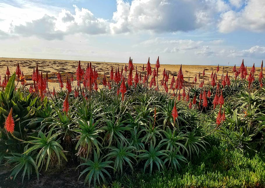 flowers, newport beach, red, newport, beach, sky, nature, landscape, travel, outdoors, clouds