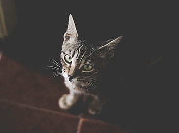 근접 사진, 은, 태비, 고양이 새끼, 고양이, 착한 애, 동물, 검은, 바닥, 귀엽다, 눈