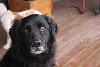 Black Dog, Black Lab, dog, newfoundland dog, newfoundland, pets, domestic animals, one animal, animal themes, black color