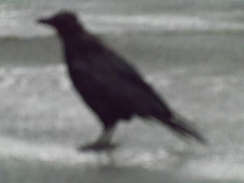 unsharp, bad, worse, bird, adverse fate, mishap, nature, wildlife, animal