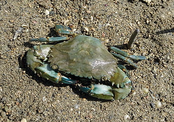 bláto krab, krab, scylla serrata, mangrovových krabů, estuarine, mangrovy, plody moře, korýš, vodní, námořní, mangovník