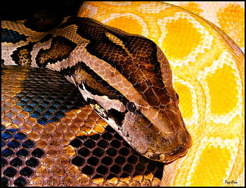 Python, Cobras, Cobra, amarelo preto, animal, ampliar a vista, cabeça, cabeça de cobra, escala, boa, réptil