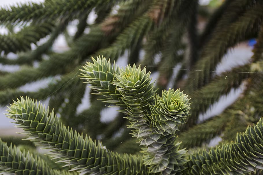 araucaria, rostlina, zahrada, strom, Příroda, zelená