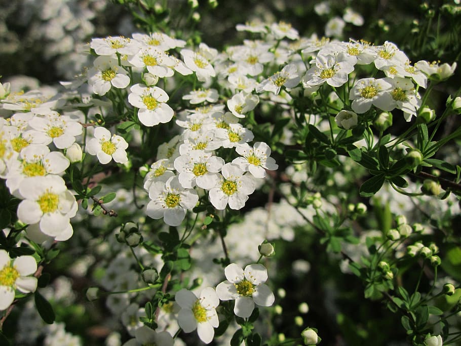 Spiraea, Shrub, Blooming, Spring, Flora, botany, plant, flower heads, inflorescence, flower, white color
