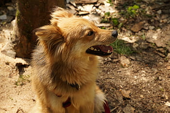 dog, pet, hand, trust, young, rischko, joy, good, friend, animal shelter, love
