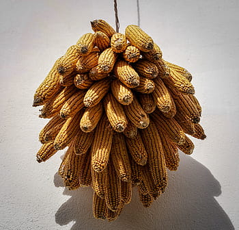 corn, corn on the cob, dried corn, ornament, decoration, food, harvest, agriculture, yellow, vegetables, corn kernels