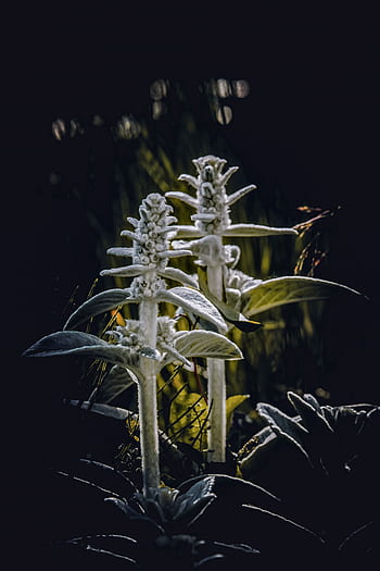 스티치 양모, 스테이 시스, 식물, 관목, 플로라, stachys byzantina, Stachys lanata, 회색 잎과, 지표 커버, 양모 베모니, 은