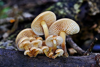 Flammulina, sp, mushrooms on log