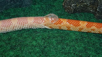 snake, serpent, snake shedding skin, reptile