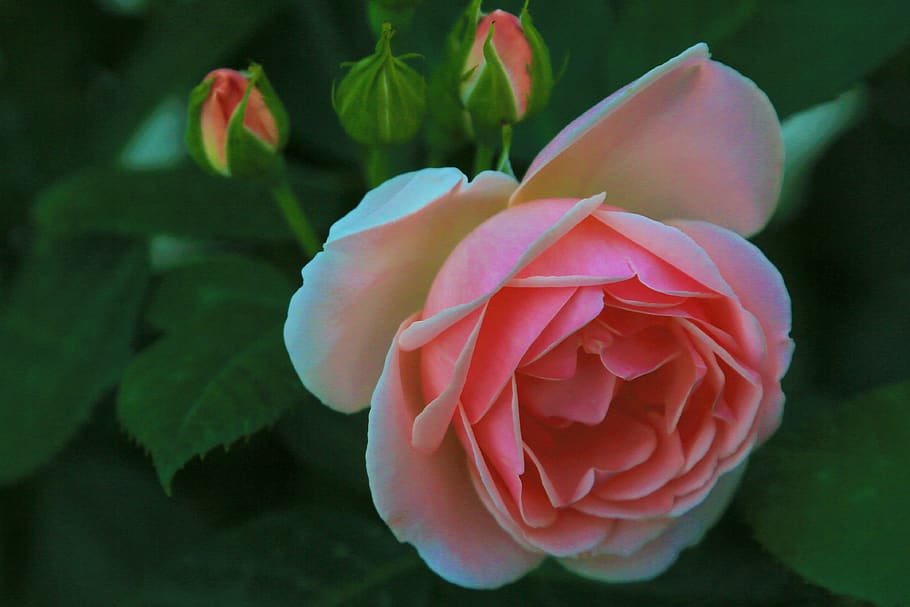 mawar, musim semi, pink, cantik, bunga, romantis, alam, cinta, tanaman, flora, emosi