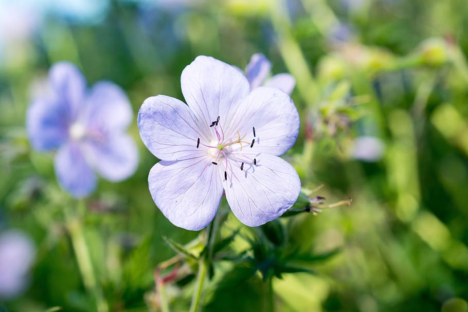 the blood of a stork's beak, vision violet, spring, blossom, bloom, flower head, close up, violet, flower, summer, plant