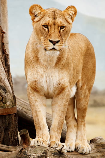 lioness beside tree, africa, african, animal, big, carnivore, cat, feline, female, fur, large