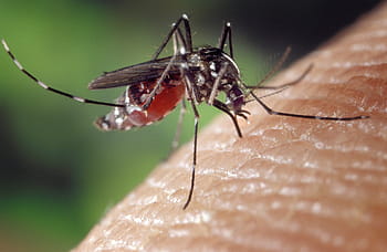 tæt, Foto, tiger myg, myg, kvinde, aedes albopictus, menneskelig blodforsyning, asiatisk tiger myg, bidende insekt, tæt på