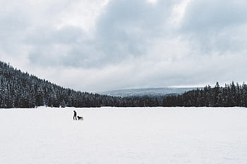 mountain, landscape, man, dog, animal, snow, trees, pines, view, aesthetic, rocks