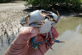 bláto krab, krab, spodní, scylla serrata, mangrovových krabů, estuarine, mangrovy, plody moře, korýš, vodní, námořní
