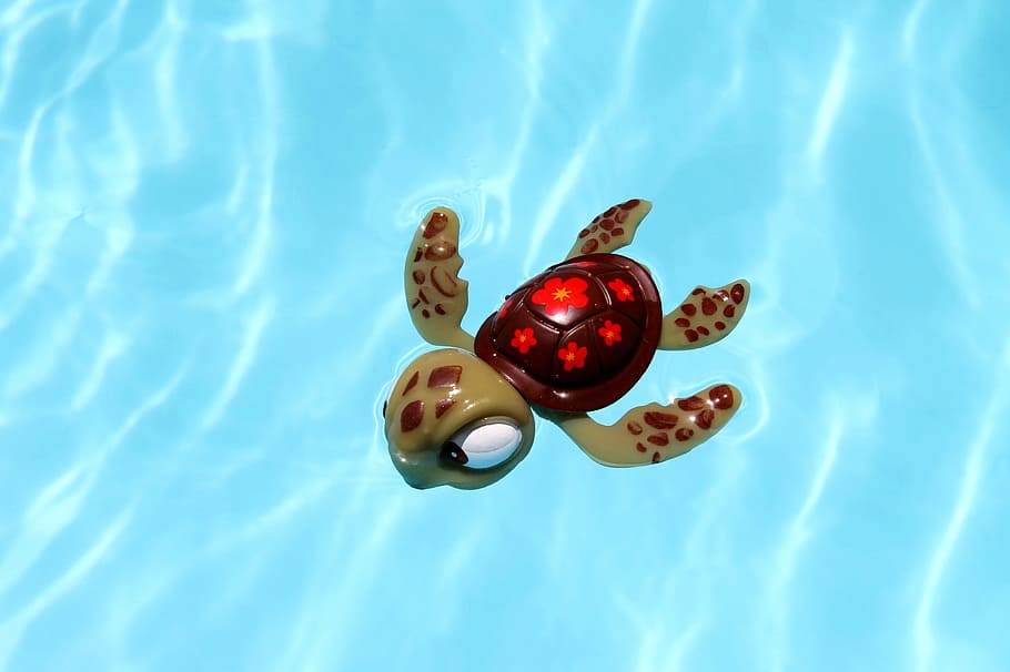 Turtle, Pool, Toy, Water, animal themes, day, close-up, one animal