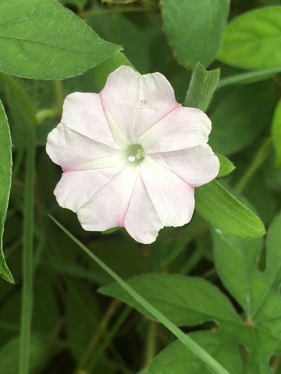 flower, jasmine, nature, fragrance, garden, fresh, leaf, freshness, botany, morning glory