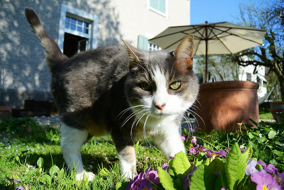 kočka, Příroda, mieze, jaro, zvíře, fauna, zahrada, žalobníček, zavřít