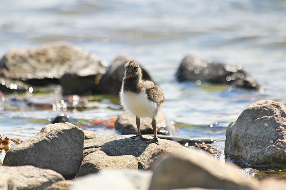 Bird, Cub, Small, chick, haematopus ostralegus, oystercatcher, animal, animals, beach, seaside, rocky
