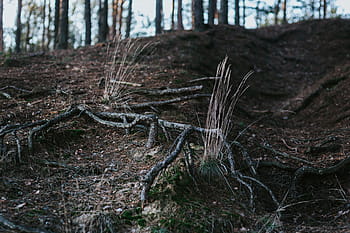 caminar, bosque de otoño, otoño, bosque, hojas, madera, plantas, árboles, troncos, rama, naturaleza