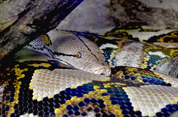seletivo, fotografia de foco, python reticulado, madeira flutuante, python, python líquido, beleza, constritor, fechar, réptil, escala