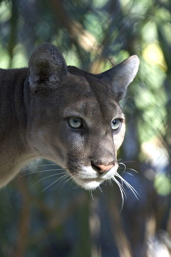 浅い、 フォーカス写真、 灰色、 クーガー、 浅いフォーカス、 写真、 マウンテンライオン、 ピューマ、 野生動物、 自然、 大きな猫