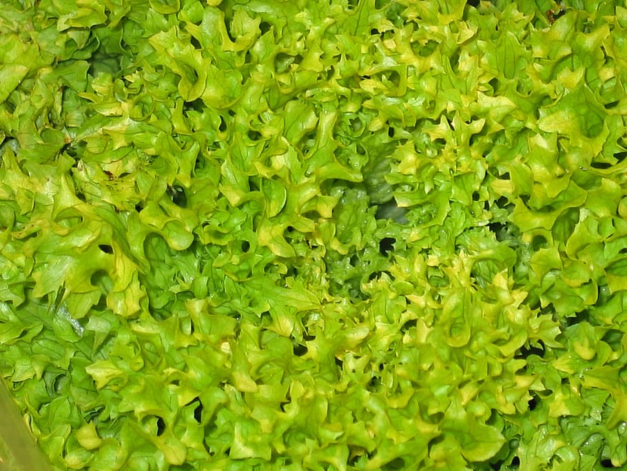 insalata, lattuga, verde, fresco, mangiare, vitamine, cibo, foglia di lattuga, verdure, delizioso, croccante