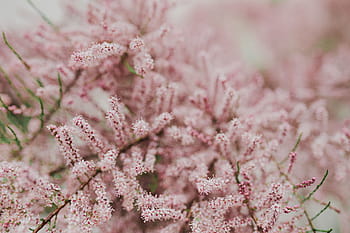 pohon mekar, awal, musim semi, Pohon, mekar, awal Musim Semi, bunga, latar belakang, alam, pink, warna pink