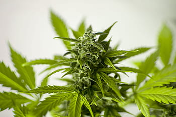 hloubka, fotografování v terénu, cannabis sativa rostlina, marihuana, konopí, hash, list, flóra, hrnec, legalizace, právní