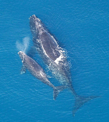 north, atlantic right whale, --, North Atlantic right Whale, Calf, Eubalaena glacialis, mammal, public domain, whale, sea, animal
