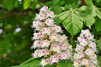 クローズアップ写真、 白、 花びらの花、 栗の花、 栗、 花序、 バックアイ、 栗の葉、 栗の木、 花、 木
