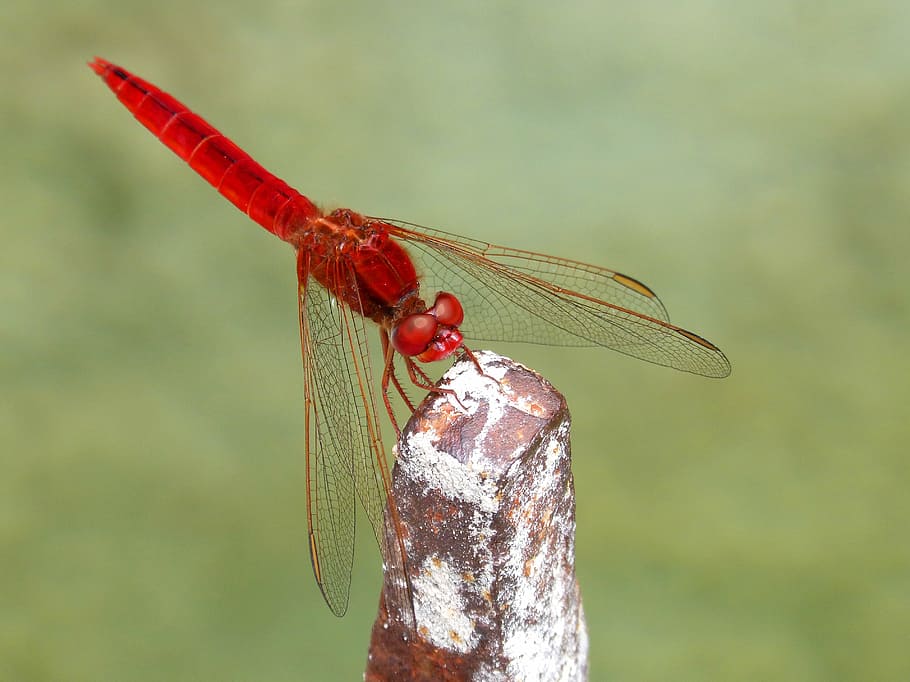 červená vážka, erythraea crocothemis, sagnador scarlet, mokřadů, vážka