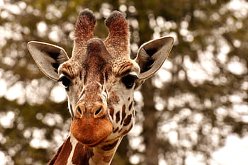 セレクティブ、 フォーカスキリン、 木、 キリン、 動物園、 動物、 動物の肖像画、 野生動物の写真、 野生動物、 ティアパークヘラブルン