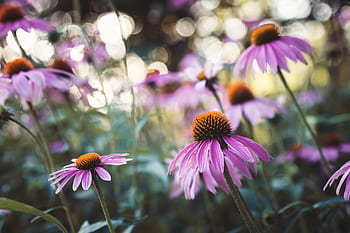 fiori, giardino, bokeh, pianta, erba, naturale, natura, fresco, selvaggio, rosa, viola