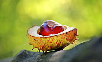 zavřít, fotografování, Červené, oranžový, špičaté ovoce, Kaštan, podzim, podnět, otevřeno, otevřený kaštan, shell