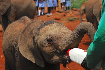elephants, bottle feeding, nairobi, kenya, africa, elephant, baby, milk, bottle, ranger, feeding