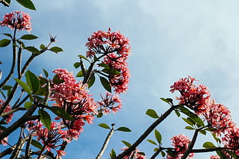 Rosa, Plumeria Blumen, blühen, tagsüber, niedrig, Winkel, Fotografie, exora, Blumen, Blau, Himmel