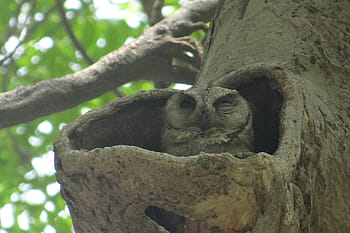 indian scops owl, otus bakkamoena, owl, strigidae, tree hollow, niche, nest, incubating, bharatpur national park, bird sanctuary, bharatpur