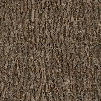 bark, wood, tree, seamless, texture, albedo, base, color, basecolor, 2k, 2048