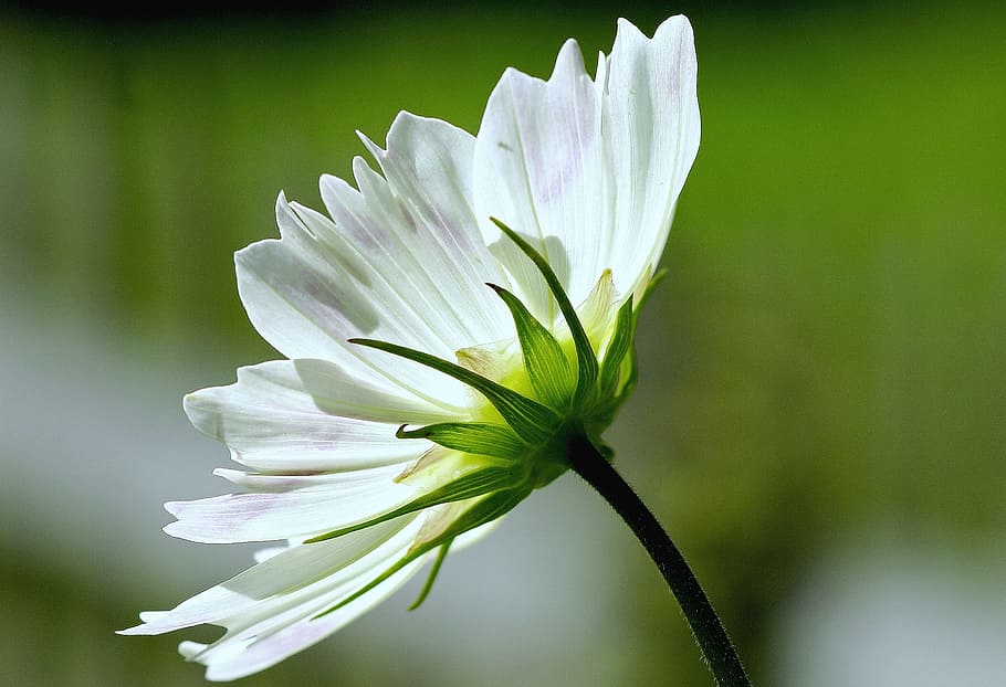 selektivní, zaostřovací fotografie, bílý, chryzantéma květ, cosmea, rostlina, Příroda, květ, zahrada, letní, okrasné rostliny