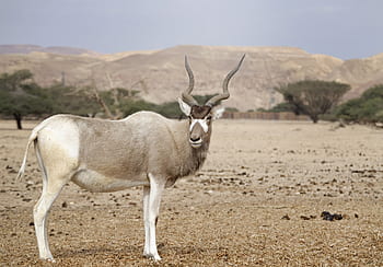 addax, negev, poušť, obyvatel pouště, cestovat, cestovní ruch, Izrael, Příroda, arava