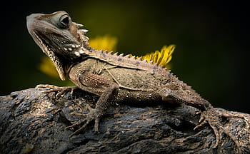 green, brown, iguana, tree trunk, lizard, dandelion, reptile, forest dragon, endangered, nature, types of die