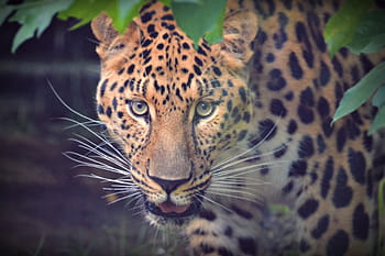 leopard near plant, view, portrait, pet, adorable, animal, head, animals, cat, mammal, cat portrait