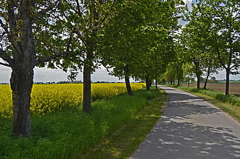 road between trees, avenue, oilseed rape, trees, road, fields, spring, blossom, bloom, landscape, field of rapeseeds