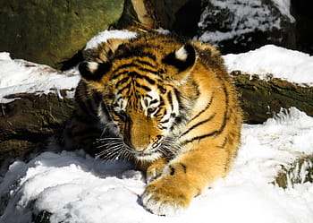 fotografia da vida selvagem, marrom, branco, tigre, filhote de tigre, gato, animal jovem, Nuremberg, selvagem, inverno, frio