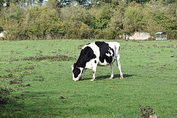 cow, cow grazing grass, cow breton, cow pie black, dairy cow, ruminant, prairie, agriculture, cattle, field, animal