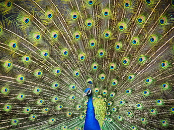 selective, focus photography, male, peacock, turkey, royal, feathers, color, ave, bird, fauna
