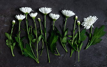 white, petaled flowers, gray, concrete, surface, petal, flowers, green, leaf, table, plant
